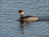 Horned Grebe