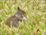 California Ground Squirrel