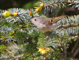 Ruby-Crowned Kinglet