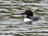 Common Loon