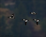 Common Goldeneyes