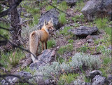 Red Fox