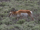 American Pronghorn