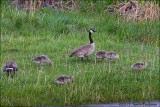 Canada Geese with 5 goslings