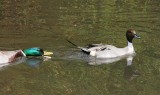 Mallard chasing off a duck.