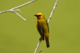 Weaver bird