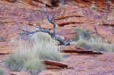 Kings Canyon 