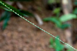 Natures Razor Wire