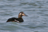 Macreuse brune-7.jpg