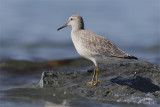 Becasseau maubeche-1.jpg