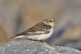 Bruant neiges-1.jpg
