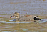 Canard chipeau-2.jpg