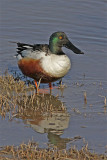 Canard souchet-5.jpg