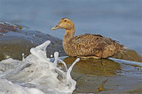 Eider duvet-4.jpg