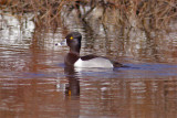 Fuligule collier-1.jpg