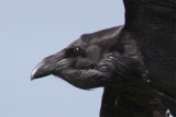 Grand Corbeau-1.jpg
