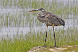 Grand Heron-3.jpg