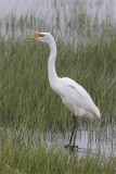 Grande Aigrette-1.jpg