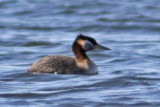 Grebe jougris-2.jpg