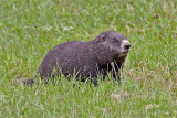 Marmotte-1.jpg