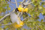 Oriole Baltimore-1.jpg