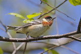Paruline poitrinne baie-1.jpg