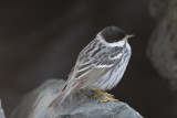 Paruline raye-3.jpg
