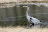 Grand heron-1.jpg