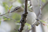 Vireo aux yeux rouges-1.jpg