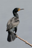 Cormoran a aigrettes-3.jpg