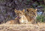 lioness/cub