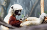 a sifaka 's contemplation