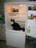Lola explores the new refrigerator