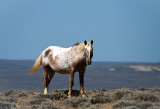 Mustangs: 2012 #2