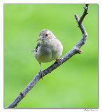 Female Chaffinch eating insect.