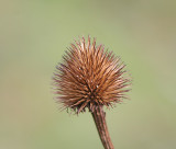 The head from a cone flower