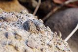 Camo Crab
