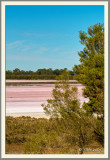 Pink Lake III