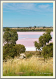 Pink Lake IV