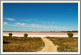 Pink Lake V