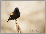 Tri-colored Blackbird
