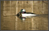 Bufflehead Duck