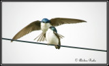 Mating Tree Swallows