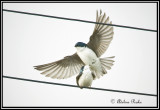 Mating Tree Swallows