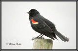 Male Tri-colored Blackbird