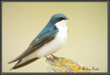 Tree Swallow