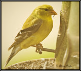 Female American Goldfinch