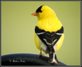 Male American Goldfinch