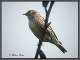 Pine siskin