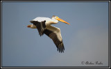 American White  Pelican